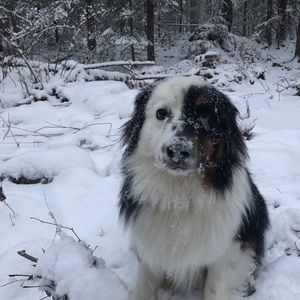 Meet your Posher, Damian